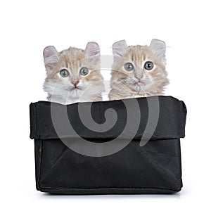 Two cream with white American Curl cat kittens, Isolated on white background.n