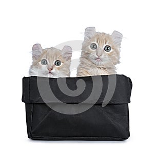 Two cream with white American Curl cat kittens, Isolated on white background.n