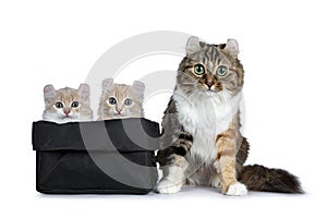 Two cream with white American Curl cat kittens with mother beside them., Isolated on white background.
