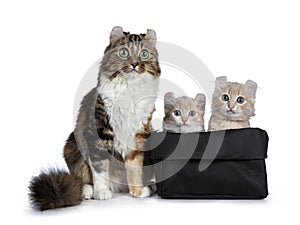 Two cream with white American Curl cat kittens with mother beside them., Isolated on white background.n