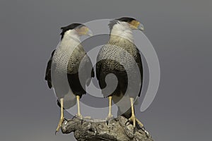 Two Crested Caracara birds pose on tree stump in early morning