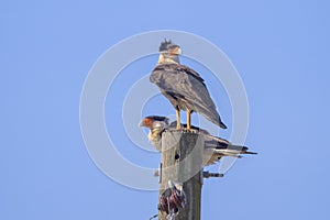 Two Crested Caracaras Perched On An Electrical Post