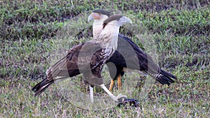 Two crested caracaras standing over a meal