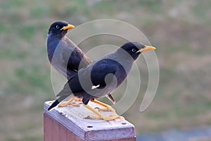 The two Crested Myna birds