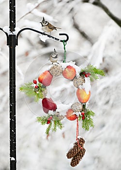 Two crested tit birds on feeding station of homemade wreath made with red apples, tallow balls and rose hip berries