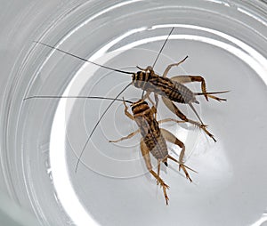 Two crickets