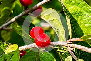 Two crimson red cherries, berries on a tree branch