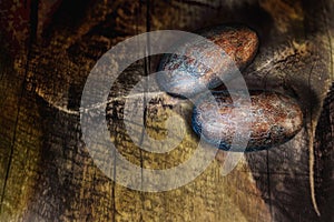 Two Criollo raw cacao beans on an old wooden background photo