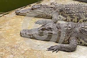 Two crocodiles