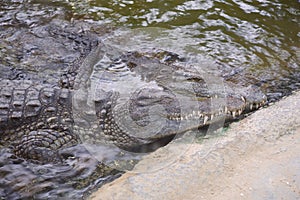 Two crocodiles lying together water embrasing skin wildlife loving