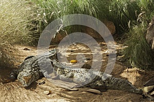 Two Crocodiles resting in the national park photo