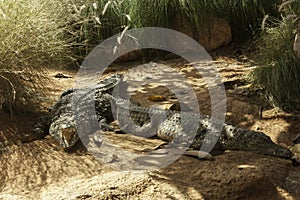 Two Crocodiles resting in the national park photo