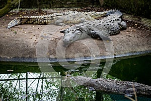 Two crocodiles sleeping on the artificial lakeshore in Cocodrilario La Manzanilla, Jalisco, Mexico photo