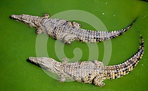 Two Crocodiles Swimming Side By Side
