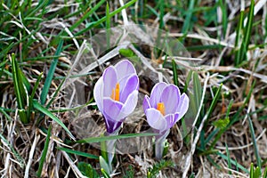 Two crocus budded in a field