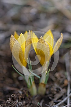 Two Crocus chrysantus yellow flowers