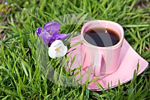 Two crocus flowers, white and purple, with a pink cup of coffee.