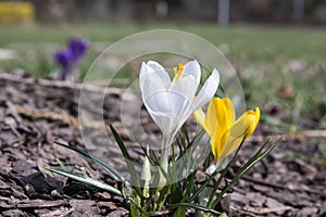 Two Crocus vernus in bloom, yellow and white flowers