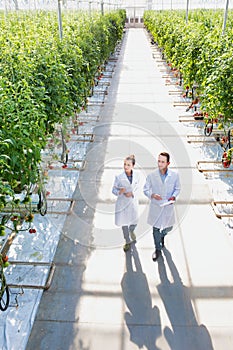Two Crop scientist walking while looking at tomatoes growing in greenhouse