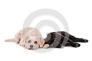 Two cross breed dogs lying on white