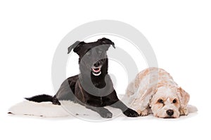 Two cross breed dogs lying on white