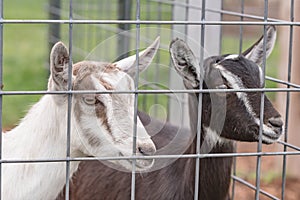 Two crossbred dairy goat kids