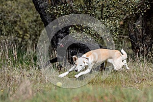 Two crossbred dogs playing with a ball