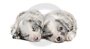 Two crossbreed puppies sleeping relax isolated on white