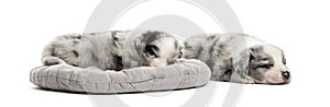 Two crossbreed puppy sleeping in a crib isolated on white