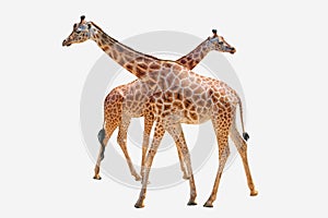 Two giraffes, isolated on white