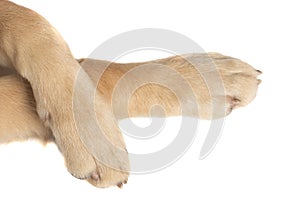 Two crossed legs from a golden retriever dog are standing