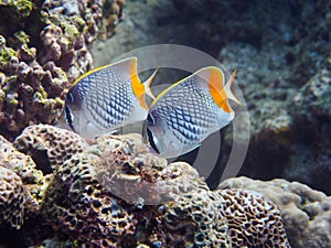 Two Crosshatch Butterflyfish