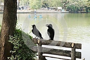 Two crow on the bench