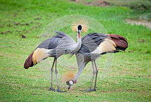 Two crowned crane