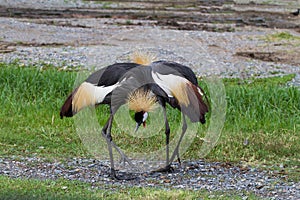 Two Crowned Crane birds or African Crowned Crane birds on the g