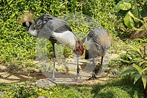 Two crowned crane on green grass. Balearica regulorum is a bird in the crane family Gruidae. It is found in Africa and Uganda.