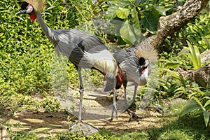 Two crowned crane on green grass. Balearica regulorum is a bird in the crane family Gruidae. It is found in Africa and Uganda.