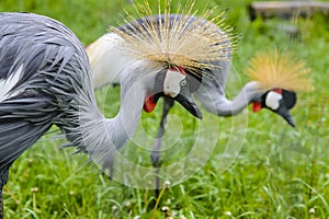 Two crowned cranes in the aviary of the zoo
