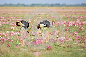 Two Crowned Cranes among Pink Flowers