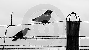 Two crows on the barb wire fence