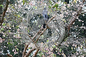 Two crows on the flower treee