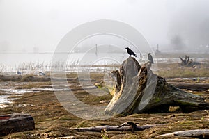 Two crows are perched on a large piece of driftwood along a river shoreline in BC