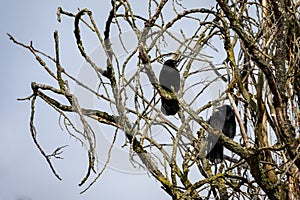 Two crows perched on leafless branches talking on a chilly winter day, as a nature background
