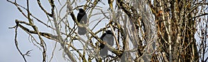 Two crows perched on leafless branches talking on a chilly winter day, as a nature background
