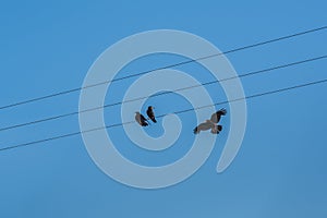 Two crows resting on wires, wainting for a third crow
