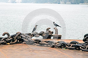 Two crows sitting at jetty ghat