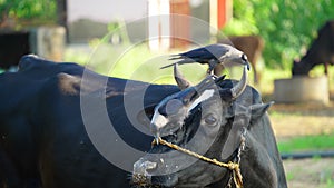 Two crows standing on a black cow. Close up pair black and grey birds from crow family. Two hooded crows are fighting on the