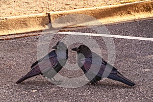 Two Crows Standing on Blacktop in a Parking Space