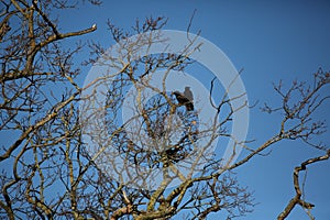 Two crows in a tree