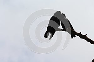 Two crows on the tree in love